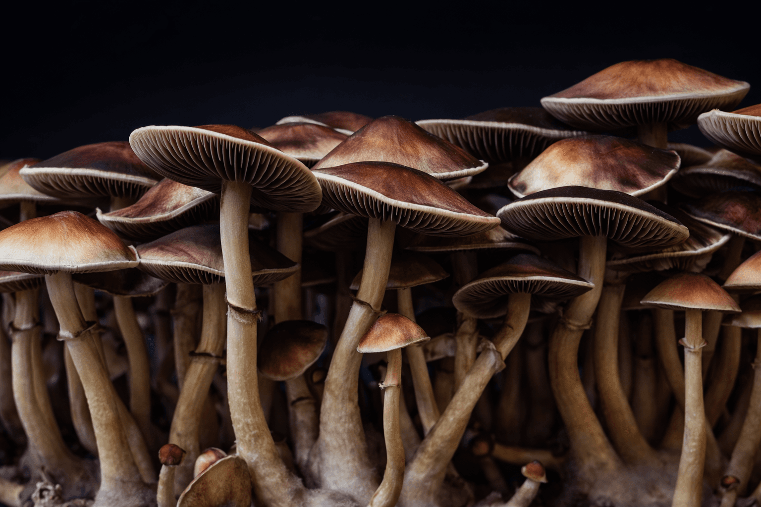 Cluster of golden-brown mushrooms against a dark background